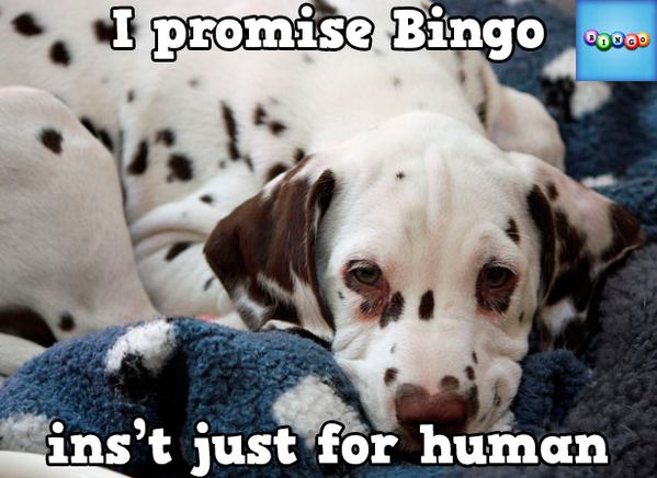 staion2's tweet photo. Play Bingo with Friends! #ilovebingo #BingoRun http://t.co/Dw6Jyj22Zq http://t.co/cbeRCmWcSX