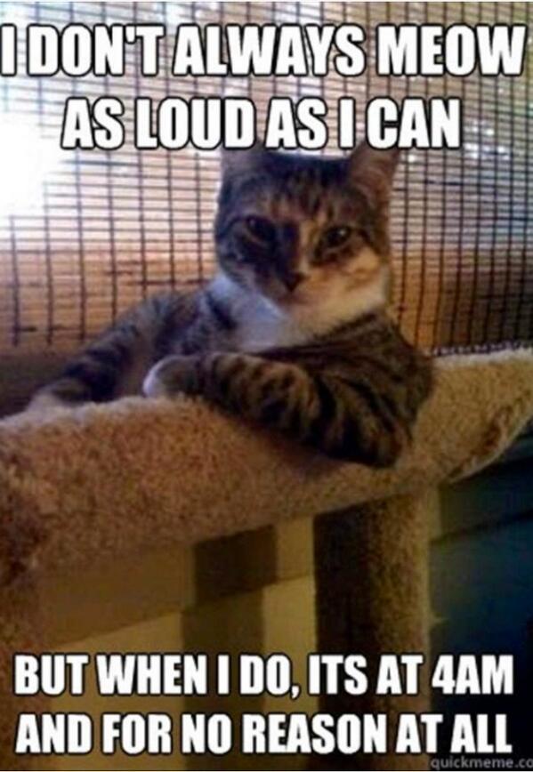 MMeebles's tweet image. It's going to be a paw-ty all summer long #coolcat