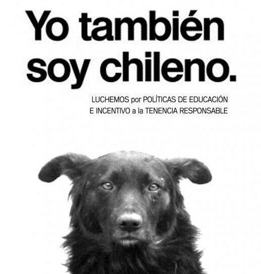 n.n  <a href="/mascotas4a/">La Cuarta Mascotas</a> <a href="/dhuellitas/">HUELLITAS DE AMOR 🐾🐾</a> <a href="/Adopcionperrito/">Perritos en Adopción</a> <a href="/PerrosPlazaHuem/">Perras Tuiteras🐾 Barrio Franklin 🇨🇱🐶🐱</a>  <a href="/perritocallejer/">Perrito Callejero</a> @perrosfelices_ <a href="/perdidoschile/">perros perdidos</a>