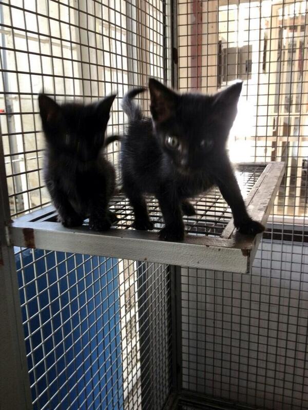 MASCOTASDECALLE's tweet photo. Buscamos adoptantes amorosos para los Batís,sólo personas responsables que adoren los gatos sin discriminar,ADOPTA http://t.co/Yg21OD8FxY
