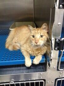 MASCOTASDECALLE's tweet photo. Catire en adopción!!! Lindo gato sobreviviente a envenenamiento de su colonia,se entrega esterilizado y sano,ADOPTA http://t.co/oyZ37TbcMj