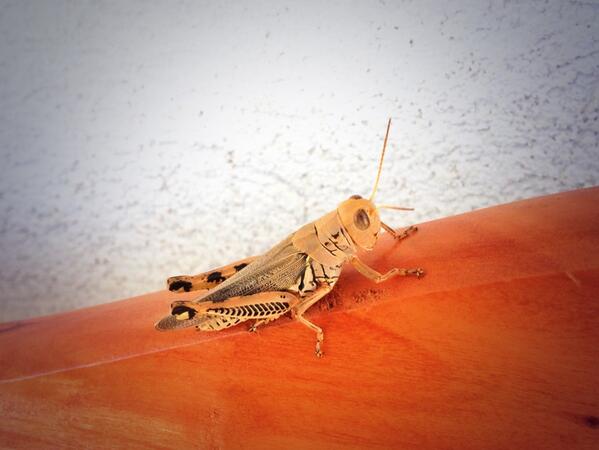 cubeit2010's tweet image. My new friend in Brownwood...