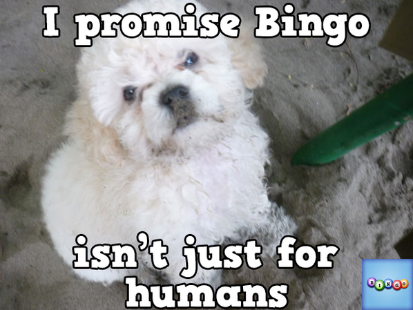 staion2's tweet photo. Play Bingo with Friends! #ilovebingo #BingoRun http://t.co/tkv9IZwdpC http://t.co/jdbrqxtEPU