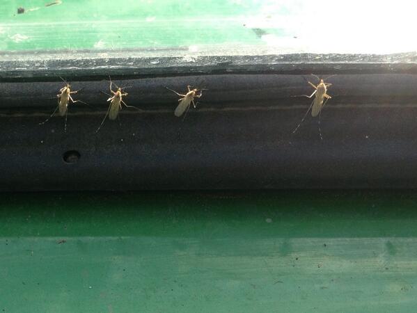 PremiumAg's tweet image. Making my daily blood donation out #plantsampling tonight! #mosquitosmuch @AgriTrend