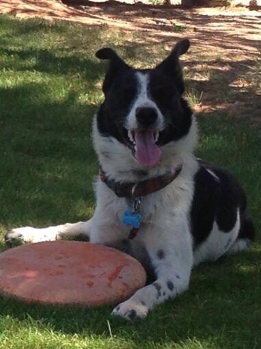 JuniperBar's tweet photo. It was a frisbee day http://t.co/HF26AN3h6K