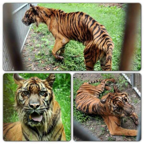 No no no!!! Surabaya Zoo, east Java Indonesia..can we help??? Poor animals!!!
