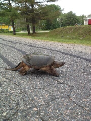 morganrueter's tweet photo. Snapper crossing #walkerspoint http://t.co/fDefW7rynp