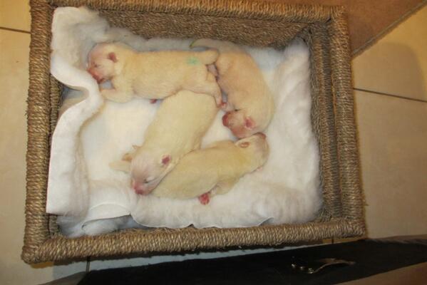 WiltimSam's tweet photo. @latteott This is Mel's new puppies the one in the centre is "Mo Farah" http://t.co/65miTGma4G