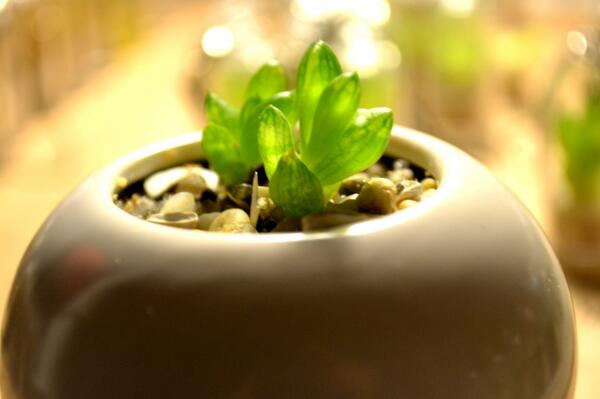 WearItMiniPlant's tweet photo. Lucent Gem Mini Plant with Mini Pot. http://t.co/fbIxG0xdJS