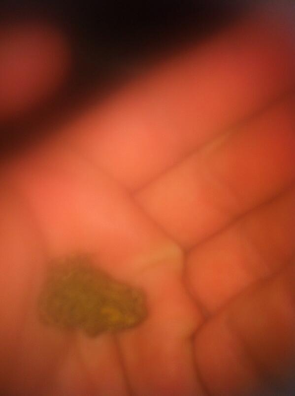 tjcurry95's tweet photo. little baby frog i caught at gates. his name is hopper 🐸 http://t.co/iiL3K0alzl