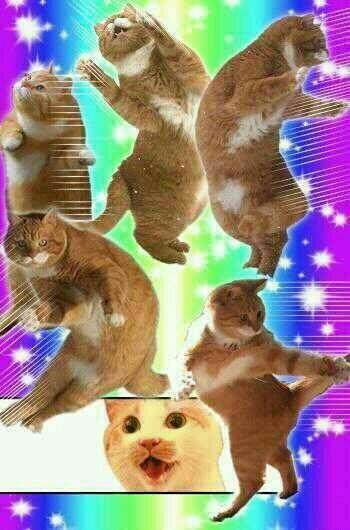 hikahoo85's tweet photo. 뭨ㅋㅋㅋㅋ얔ㅋㅋㅋ잌ㅋㅋㅋ겤ㅋㅋㅋㅋㅋ 신조마유패러디잖앜ㅋㅋㅋㅋㅋㅋㅋㅋ 간지난닼ㅋㅋㅋㅋㅋㅋㅋㅋ"@zestkyo: 간지나는 고양이 http://t.co/WgyLVHG8vx"