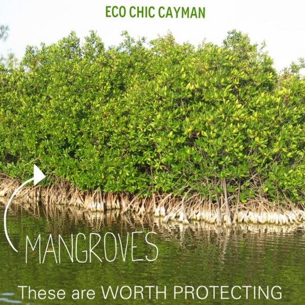 #mangroves #protectmangroves #environment #ecoissues #caymanislands #ecochiccayman @MangroveProject