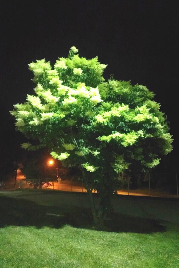 kirbycanfly's tweet image. Evil &amp;amp; scary tree captured on my phone. It lunged out at me, nearly waking me up. #eviltree #dumbtreepics