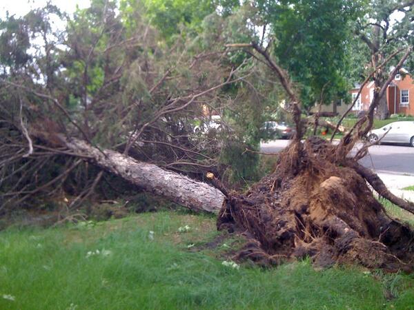 Kjaer_Bear's tweet image. Our front yard this morning #TreeGone
