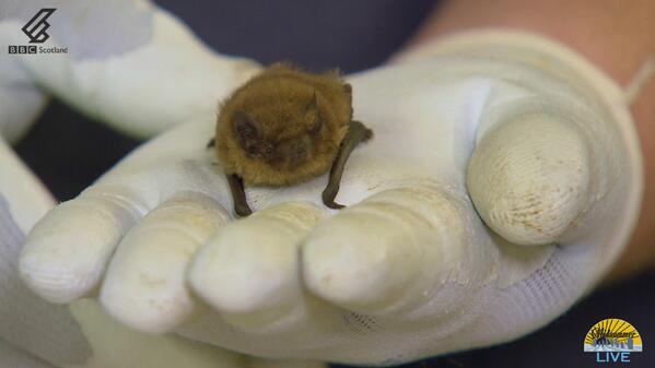 BBCScotland's tweet image. Bye bye baby bat – good luck! #BBCMidsummer
