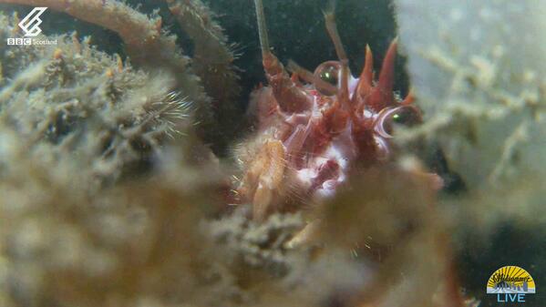 BBCScotland's tweet image. Squat Lobster: “I’d like to be, under the sea, but nowhere near that bad boy!” #BBCMidsummer
