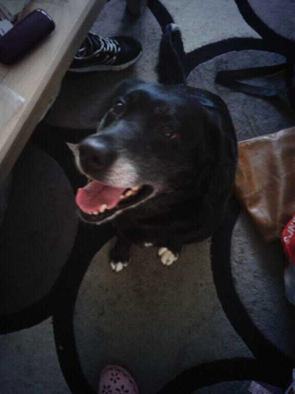 tvdlover19's tweet image. @iansomerhalder u cant see me but im haldin up a ball and my dogs thinkin how to get it x #petatwork