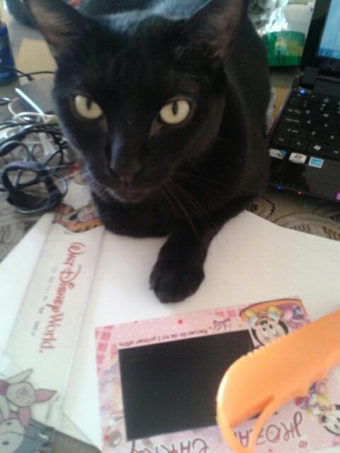 MCrisM's tweet image. @iansomerhalder Miau working with me #PetAtWork