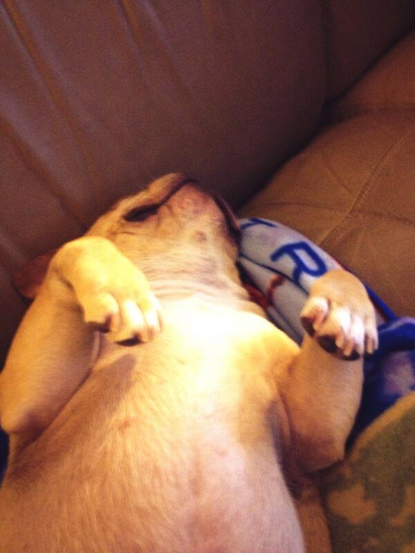 Dolce91206's tweet image. Lazy day