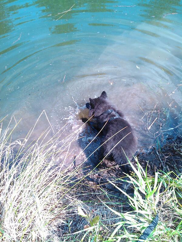 damitdasvani's tweet photo. @iansomerhalder my dog swim in the sea <3 #PetsAtWork http://t.co/ireZEBDv39