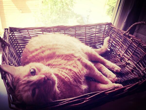 In honor of #PetsAtWork day, look who is in the recycling basket in my office...