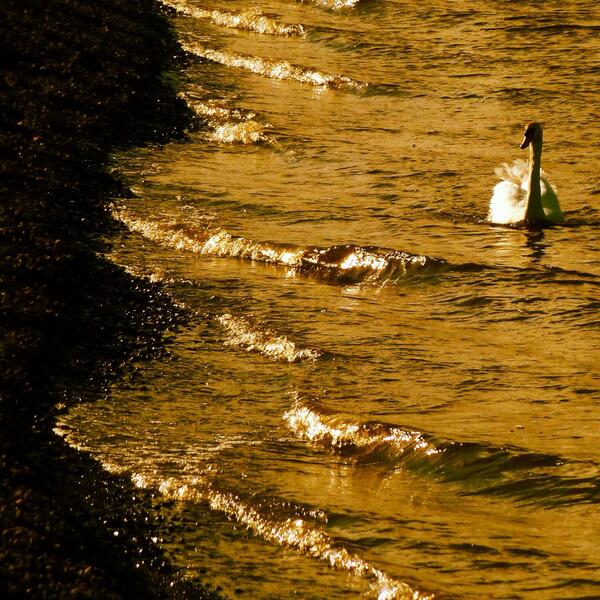wildswimmer67's tweet image. #bbcmidsummer sunset Swan on Strathclyde Loch at Motherwell