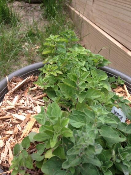 kazoodiver's tweet image. Fresh oregano  #freshherbs #bettercooking