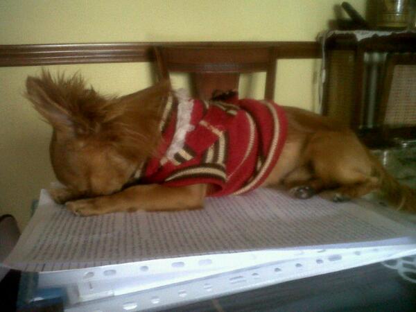 BabyMonst's tweet photo. @iansomerhalder #PetsAtWork Studying soo hard hahaha :) http://t.co/SMdPI1kJti