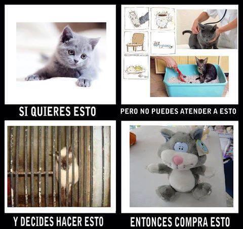 acevedomaru's tweet image. Buen Consejo: