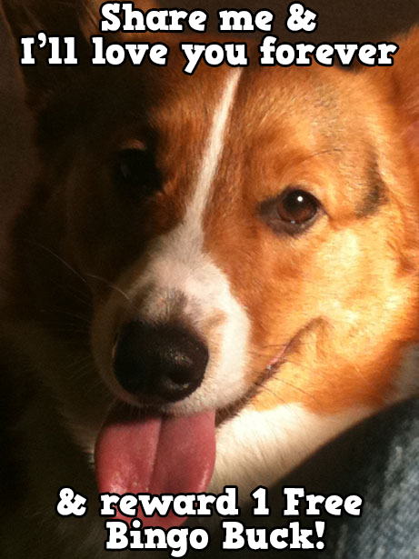 staion2's tweet photo. Play Bingo with Friends! #ilovebingo #BingoRun http://t.co/4jcBjRojdH http://t.co/sY3Ookubyz