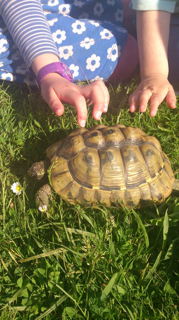 LewesLawyer's tweet photo. Meet Roger Bannister the tortoise. Can you guess his age? http://t.co/HikUeG7vd3
