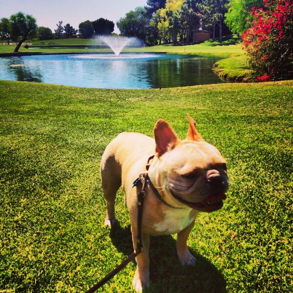 Dolce91206's tweet image. Happy Summer !! #pets #parks #beach #frenchies #dogs