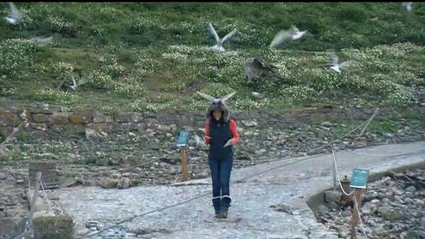 BBCScotland's tweet image. There's a Cat amongst the arctic terns. Sorry @CatrionaShearer, we couldn't resist. ;)  #BBCMidsummer