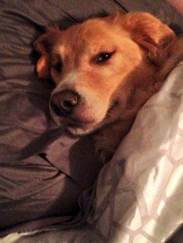 DukeandChief's tweet photo. So sleepy... #zzzz http://t.co/TbTTfsenjy