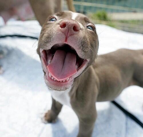 CanineScience's tweet image. Only ONE WEEK left until #SPARCS2013! Are you #excited yet? We sure are! #caninescience #dogs