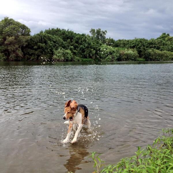I'm a Kung-Fu Beagle!Achoooooo