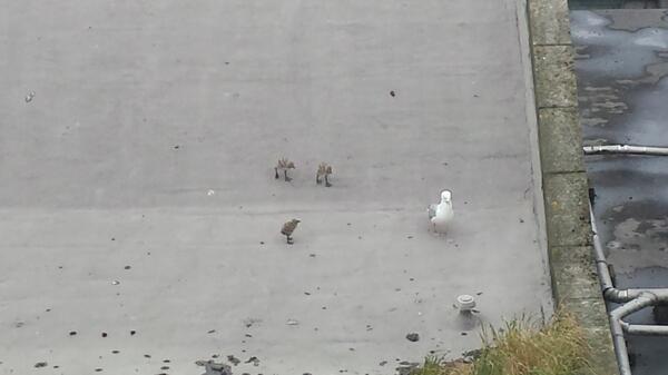 Wildlife watch #seagullchicks