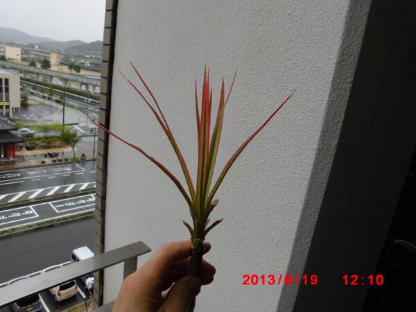 大熊正喜 Ar Twitter ドラセナの根詰まり 植え替えて二 三年経つと先端の葉の先が枯れてくると根詰まり症状 植え替えて新しく正常な葉が出てくるまで外に出し半日蔭で 今年も ライフタウンまびでも我が家でもたくさんの根詰まり鉢の植え替えを行った 老後の楽しみ