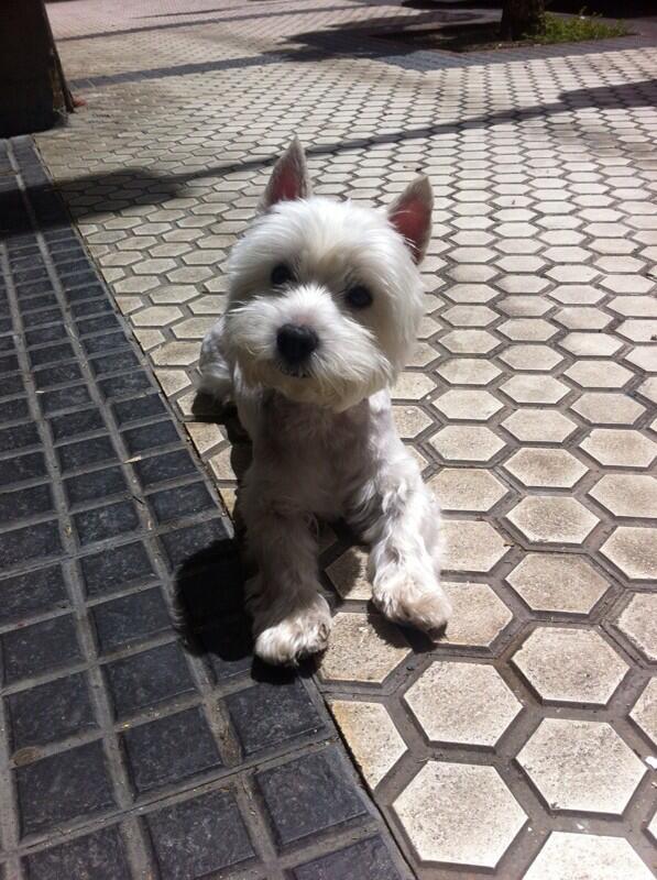 Galeusca's tweet image. Hoy hace MUY BUENO en Mordor!!! El enano da fe, no quiere volver a casa!! #errorenmatrix
