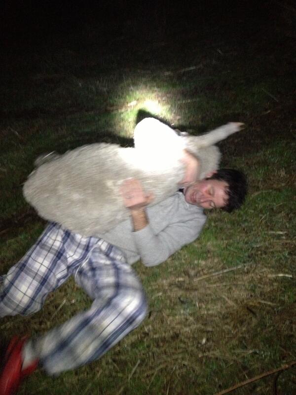 SlatteryJosh's tweet photo. @tkm_slattery @TKMSMAX   King loves sheep http://t.co/hy7bnobus7