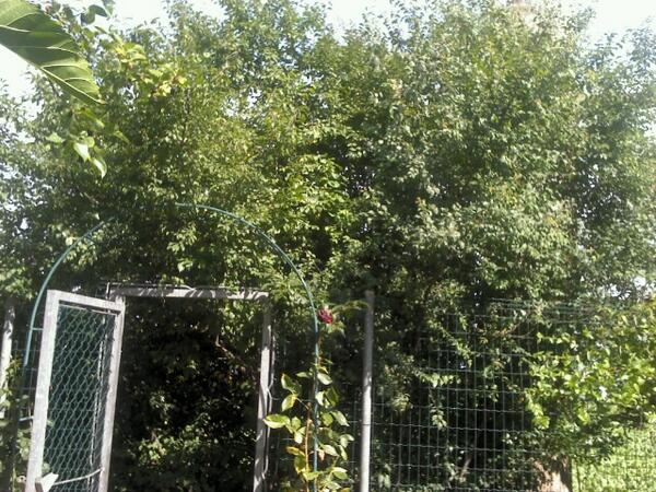 @brynature #cherryplumtree Started off as a bush!!