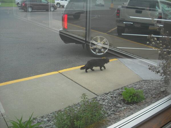 Rudolph_Auto's tweet photo. How much for the catillac? #purrfectinterior #pawsitivlyflawless #nokittenaround http://t.co/4qiBuqp94f