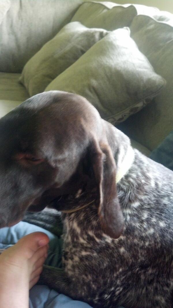 JonasWeisen's tweet image. #samebreed #samecollar? @ShwastyShaysie