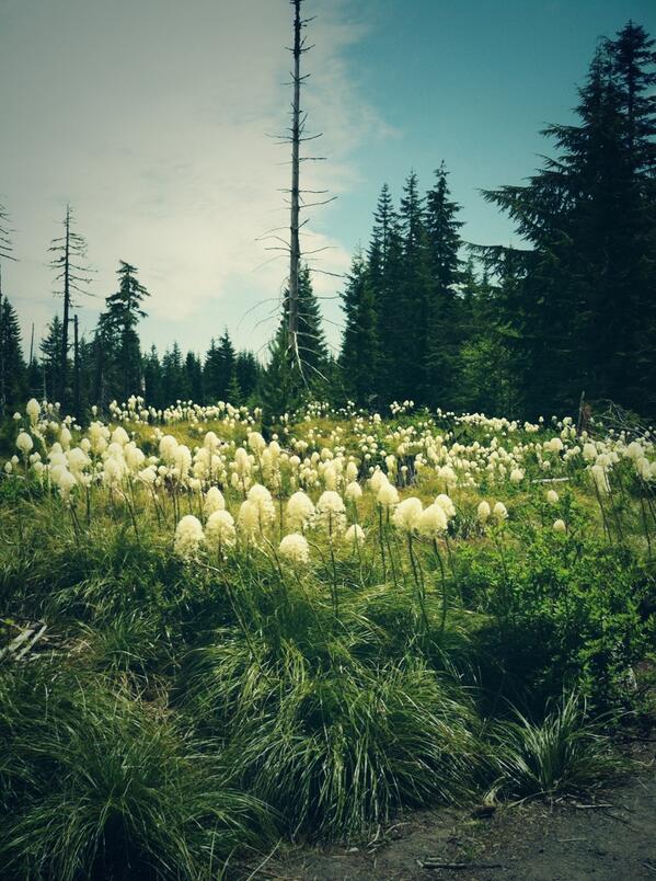 Some landscape near Mt St Helen's