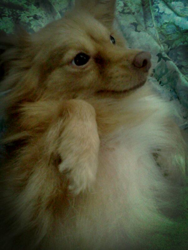 YaritzaRod's tweet photo. Mi beba http://t.co/hyupJaOxyM