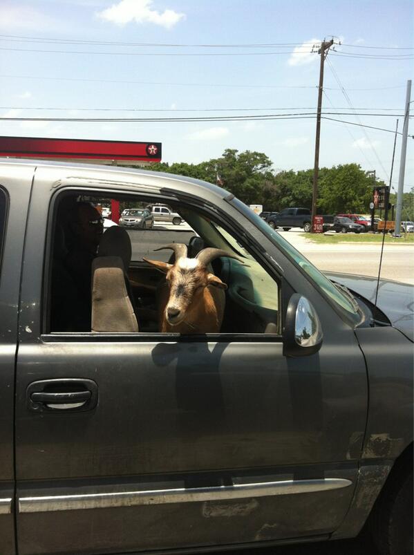 TheBigsbysBand's tweet image. @OnlyInAustin Billy goat riding shotgun.