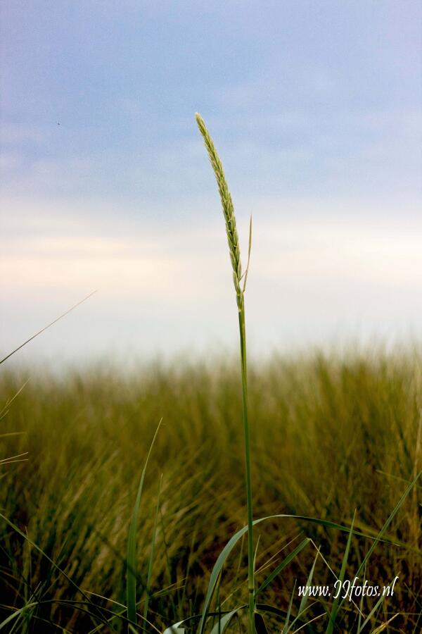 jjameland.nl <a href="/puurameland/">NeoN</a>