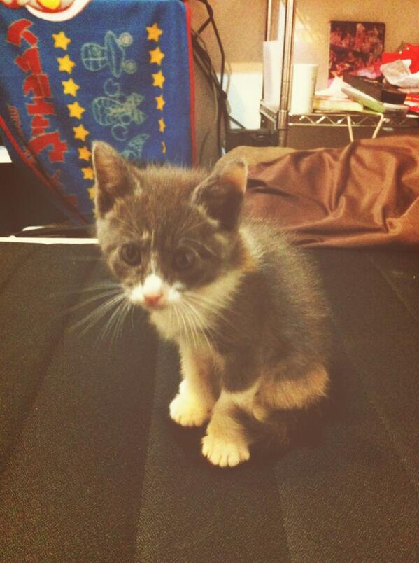 INITIAL_sae's tweet image. ふとたゆうきくん。
“@ecoxcawaii: 【エコカワ♡スタッフ紹介】vol.4
今回は、エコカワのカメラマンを紹介( •̀ .̫ •́ )✧
まずは飼い猫の写真を、、、
【facebook.com/ecocawaii】
📷 http://t.co/HtCZfHqma9”