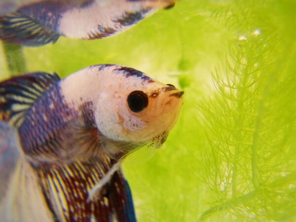 ベタ(闘魚)写真・その3 - posfie