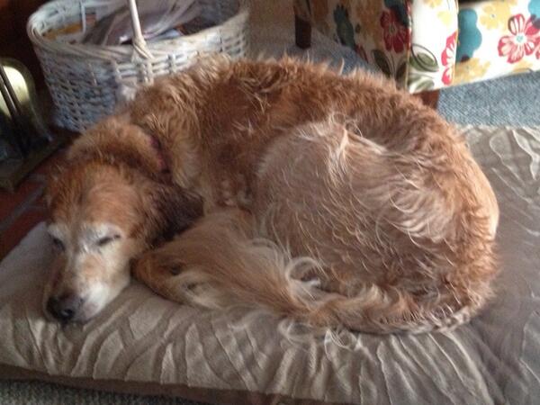 Cengland8's tweet photo. Pooped! http://t.co/9dtfZQnh0c